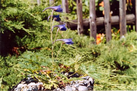 釘子花植物|钩距翠雀花 Delphinium hamatum